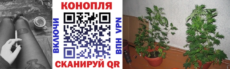 Каннабис OG Kush Волчанск